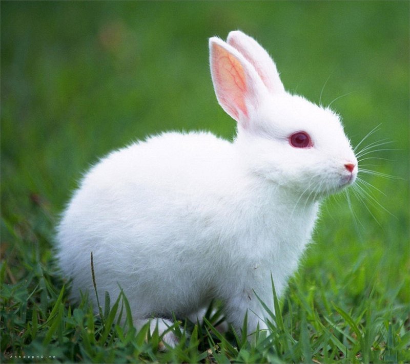 hình ảnh con thỏ anime 43