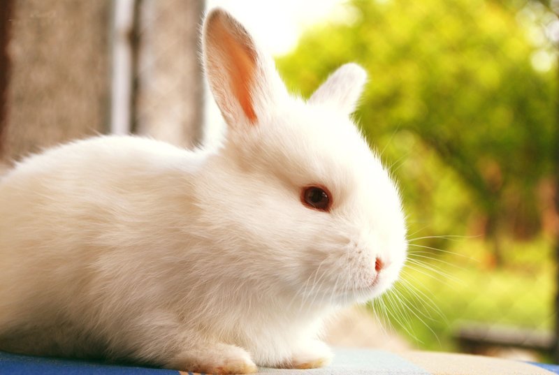 hình ảnh con thỏ anime 57
