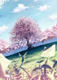 hình nền hoa anh đào anime (5)